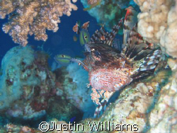 Scorpian fish at the blue hole in Dahab. Taken with a Can... by Justin Williams 